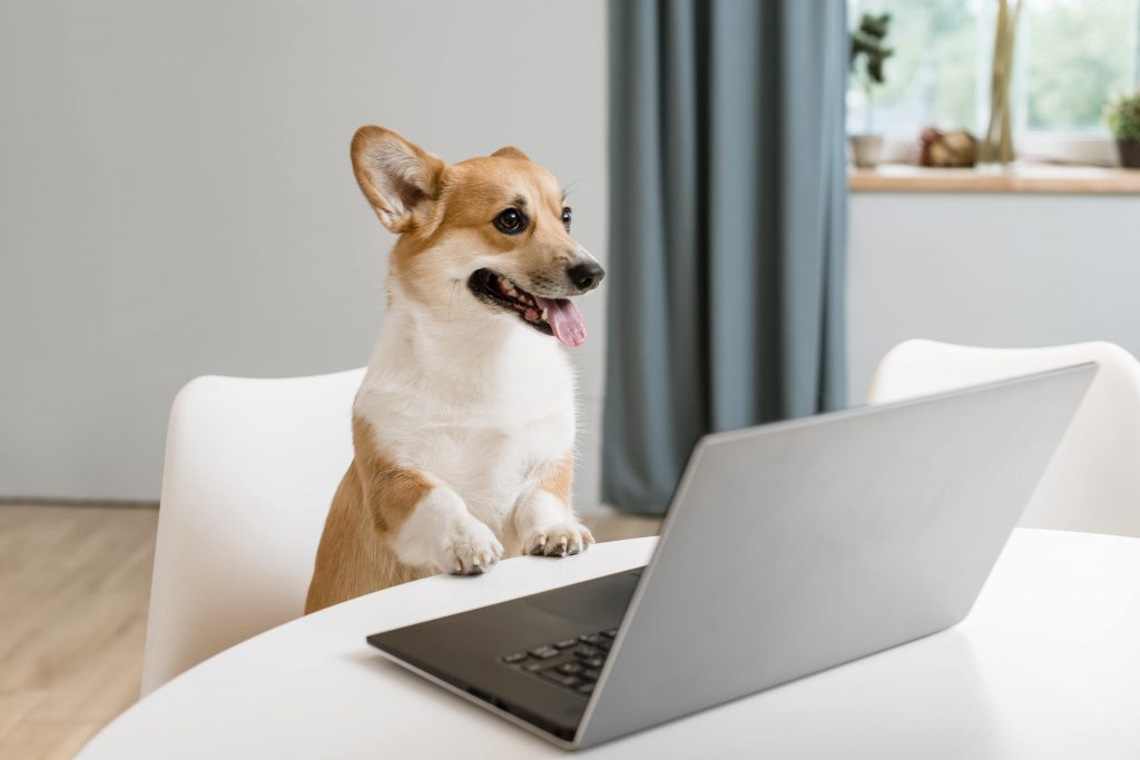 Dog with laptop min